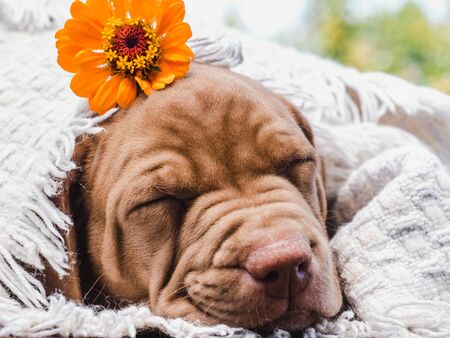 Sweet, charming puppy of chocolate color sleeping on a soft plaid on a clear, sunny day against the blue sky. Close-up, outdoor. Concept of care, education, obedience training and raising of petsの写真素材