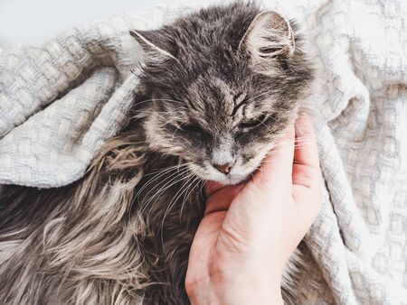 Cute, sweet kitten, lying on female hands. Top view, close-up. Pet care conceptの写真素材