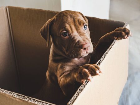 Cute puppy of chocolate color standing on hind legs in a cardboard box. Close-up, indoor. Concept of care, education, obedience training, raising of petsの写真素材