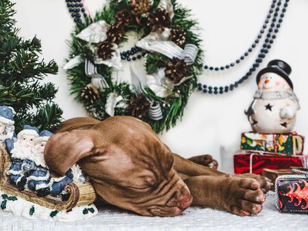 Young, charming puppy and a festive boxの写真素材