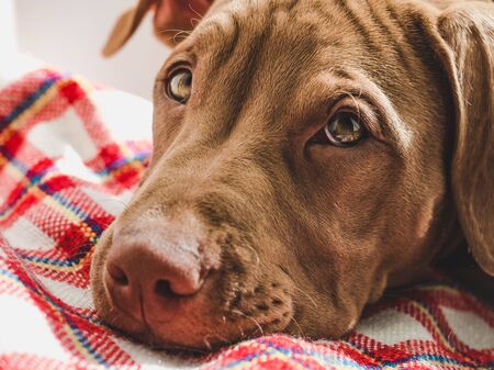 Sweet puppy sleeping on a soft plaidの写真素材