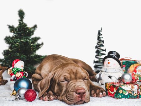 Young, charming puppy and a festive boxの写真素材