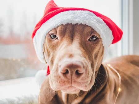 Pretty, charming puppy of chocolate color and christmas decorations. Close-up, isolated background....