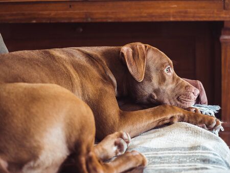 Lovable, pretty puppy of chocolate color. Close-up, indoor. Day light. Concept of care, education, obedience training, raising petsの写真素材