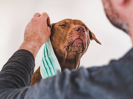 Sweet, pretty puppy of chocolate color and his owner, holding a medical mask. Closeup, indoor. Day...