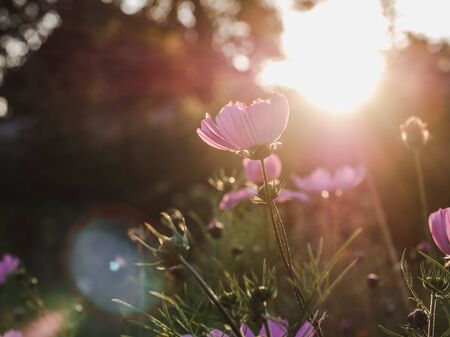 Early, bright, spring flowers on the background of young, green grassの写真素材