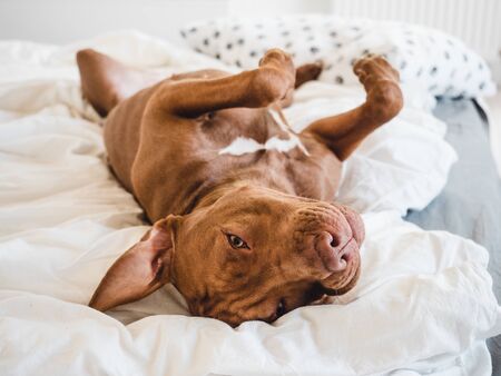 Lovable, pretty puppy of chocolate color. Close-up, indoor. Day light. Concept of care, education, obedience training, raising petsの写真素材