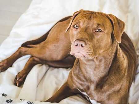 Lovable, pretty puppy of chocolate color. Close-up, indoor. Day light. Concept of care, education, obedience training, raising petsの写真素材