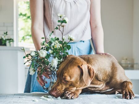 Lovable, pretty puppy of chocolate color and young woman. Close-up, indoor. Day light. Concept of care, education, obedience training, raising petsの写真素材