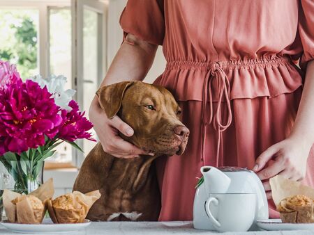 Lovable, pretty puppy of chocolate color and young woman. Close-up, indoor. Day light. Concept of...