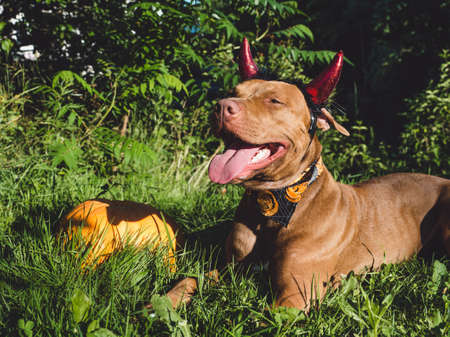 Sweet puppy of chocolate color and bright scarfの写真素材