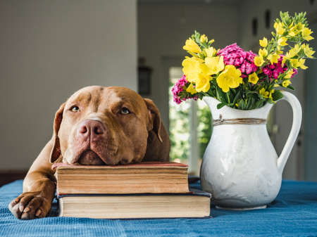 Beautiful bouquet of flowers and cute puppyの写真素材