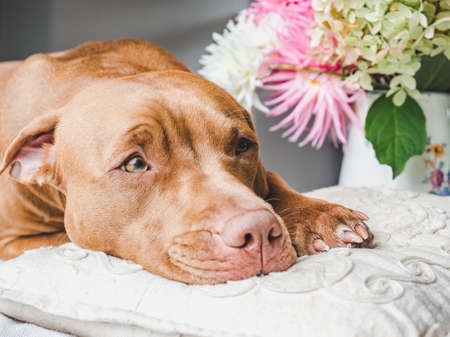 Beautiful bouquet of flowers and a cute puppyの写真素材