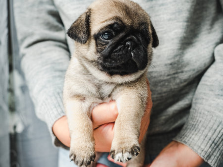 Lovable puppy. Day light. Concept of care petsの写真素材