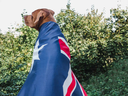 Lovable, pretty puppy of chocolate color. Close-upの写真素材