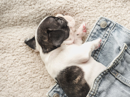 Lovable, pretty puppy lying on the windowsill