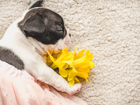 Cute puppy and a bouquet of bright flowersの写真素材