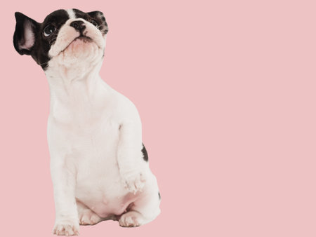 Cute puppy sitting on the table. Studio shot. Isolated background. Clear, sunny day. Close-up, indoors. Day light.の写真素材