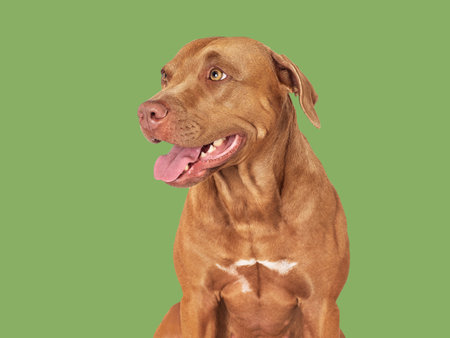 Cute brown dog. Close-up, indoors. Studio photo, isolated background. Day light. Concept of care, education, obedience training and raising petsの写真素材