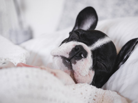Cute puppy lying on the bed in the living room. Clear, sunny day. Close-up, indoors. Studio photo. Day light. Concept of care, education, obedience training and raising petsの写真素材