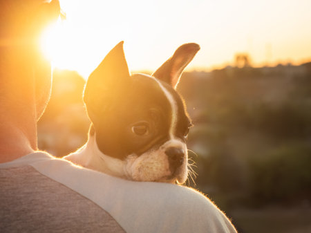 Cute puppy lies on a man's shoulder. Clear, sunny day. Close-up, outdoors. Day light. Concept of care, education, obedience training and raising petsの写真素材