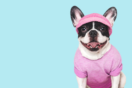 Cute puppy, sports jersey and cap. Preparing for training. Close-up, indoors. Studio shot. Concept of care, education, obedience training and raising petsの写真素材