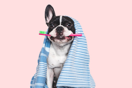 Cute puppy, towel and toothbrush. Clean and healthy teeth. Close-up, indoors. Studio shot, isolated background. Concept of care, education, obedience training and raising petsの写真素材