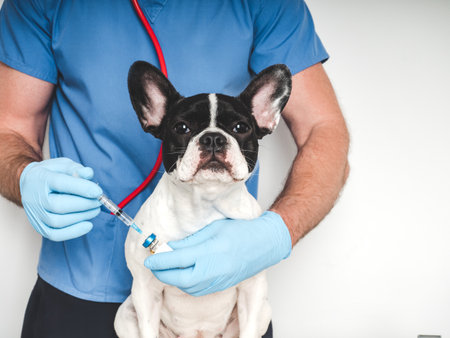 Veterinarian and puppy vaccination. Close-up, white isolated background. Studio photo. Concept of care, education, training and raising of animalsの写真素材