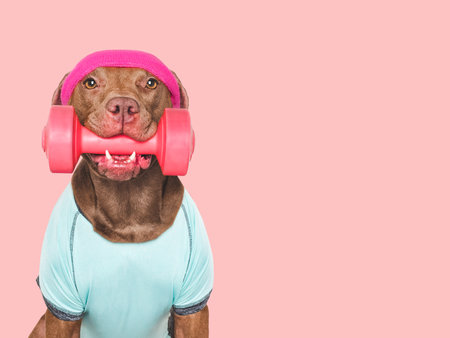 Cute dog, headband and dumbbell. Preparing for training. Close-up, indoors. Studio shot. Concept of care, education, obedience training and raising petsの写真素材