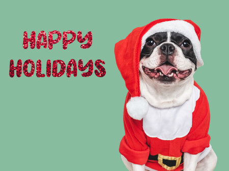 Happy Holidays. Loveable puppy and congratulatory description. Closeup, indoors. Day light, studio shot. Congratulations for family, relatives, loved ones, friends and colleagues. Pet care conceptの写真素材