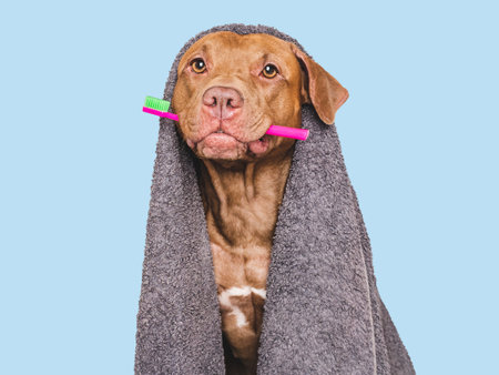 Cute dog, towel and toothbrush. Close-up, indoors. Studio shot, isolated background. Concept of care, education, obedience training and raising petsの写真素材