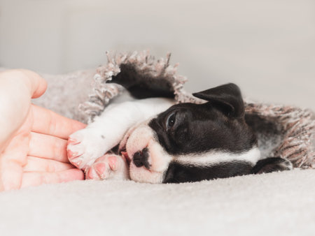 Lovable, pretty puppy and human hand. Clear, sunny day. Close-up, indoors. Studio photo. Day light. Concept of care, education, obedience training and raising petsの写真素材
