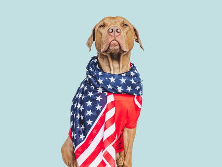 Charming brown puppy and American Flag. Travel preparation and planning. Closeup, indoors. Studio shot, isolated background. Vacation, travel and tourism concept. Pet careの写真素材