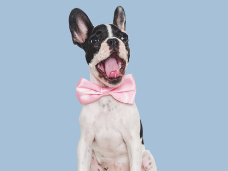 Cute puppy and bright bow tie. Close-up, indoors. Concept of beauty and fashion. Studio photo, isolated background. Pets careの写真素材