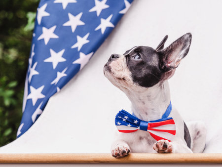 Charming puppy, bow-tie in the colors of the American Flag and green trees. Close-up, outdoor. Congratulations for family, loved ones, friends and colleagues. Pets care conceptの写真素材