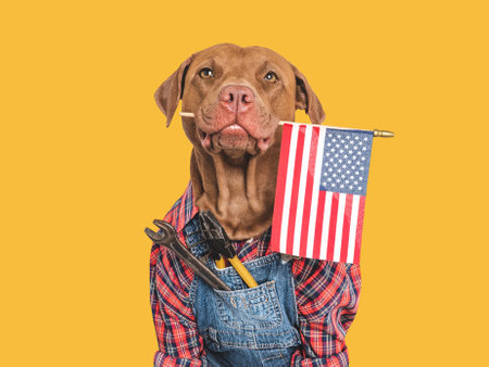 Cute dog, American Flag and denim overalls. Closeup, indoors. Studio shot. Congratulations for family, relatives, loved ones, friends and colleagues. Pets care conceptの写真素材