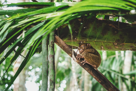 Cute Philippine Tarsier on the wonderful island of Bohol, Philippines. Beautiful landmark. Clear, sunny day, warm sunlight. No people, outdoors. Concept of leisure and travelの写真素材