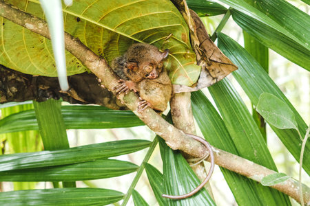 Cute Philippine Tarsier on the wonderful island of Bohol, Philippines. Beautiful landmark. Clear, sunny day, warm sunlight. No people, outdoors. Concept of leisure and travelの写真素材