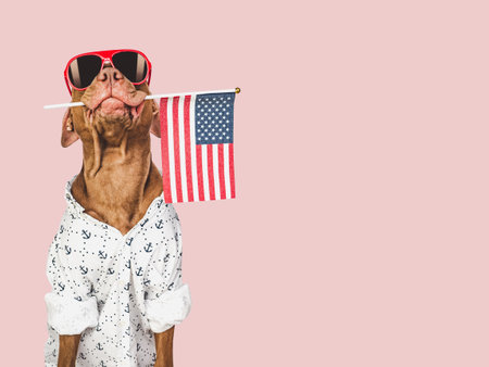 Charming, lovable brown puppy, sunglasses and American flag. Travel preparation and planning. Close-up, indoors. Studio shot, isolated background. Vacation, travel and tourism concept. Pet careの写真素材