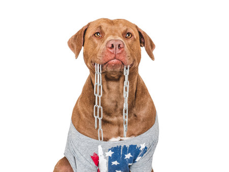 Cute brown dog, American Flag and file. Close-up, indoors. Studio shot. Congratulations for family, relatives, loved ones, friends and colleagues. Pets care conceptの写真素材