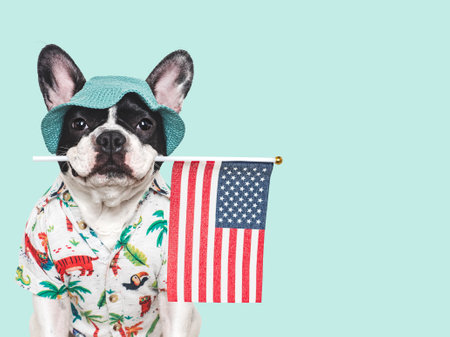 Cute puppy, sun hat and American Flag. Closeup, indoors. Studio shot. Congratulations for family, loved ones, relatives, friends and colleagues. Pets care conceptの写真素材