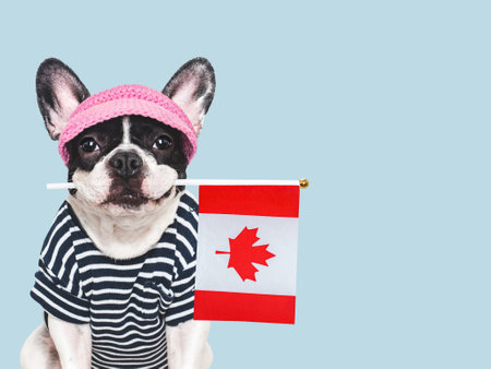 Cute puppy, sunhat and Canadian Flag. Closeup, indoors. Studio shot. Congratulations for family, loved ones, relatives, friends and colleagues. Pet care conceptの写真素材