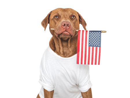 Cute dog and American Flag. Closeup, indoors. Studio shot. Congratulations for family, loved ones, relatives, friends and colleagues. Pets care conceptの写真素材