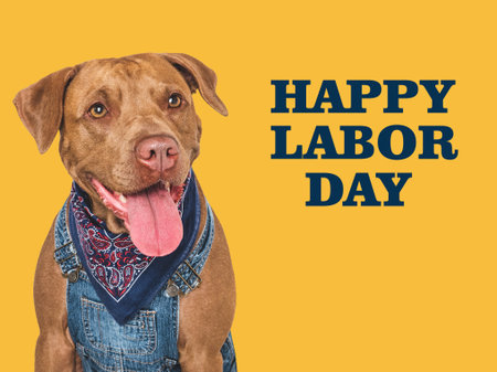 Happy Labor Day. Cute brown dog and congratulatory description. Closeup, indoors. Studio photo. Congratulations for relatives, loved ones, friends and colleagues. Pets care conceptの写真素材
