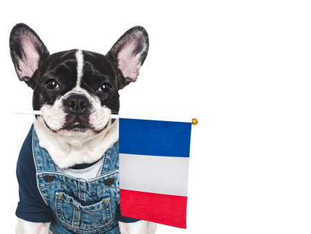 Charming puppy and French Flag. Travel preparation and planning. Close-up, indoors. Studio shot, isolated background. Vacation, travel and tourism concept. Pet careの写真素材