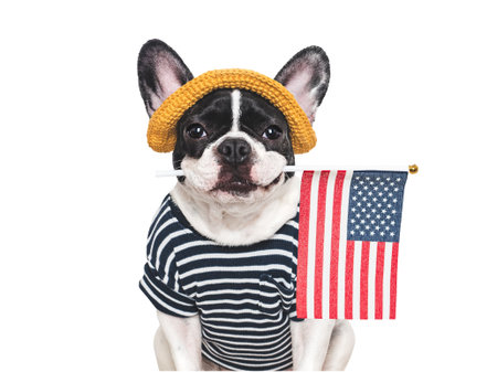 Cute puppy, sunhat and American Flag. Closeup, indoors. Studio shot. Congratulations for family, loved ones, relatives, friends and colleagues. Pet care conceptの写真素材