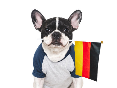 Lovable, pretty dog and German Flag. Closeup, indoors. Studio photo. Congratulations for family, loved ones, relatives, friends and colleagues. Pets care conceptの写真素材