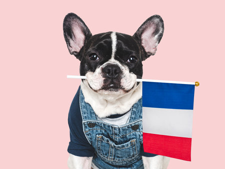 Charming puppy and French Flag. Travel preparation and planning. Close-up, indoors. Studio shot, isolated background. Vacation, travel and tourism concept. Pet careの写真素材