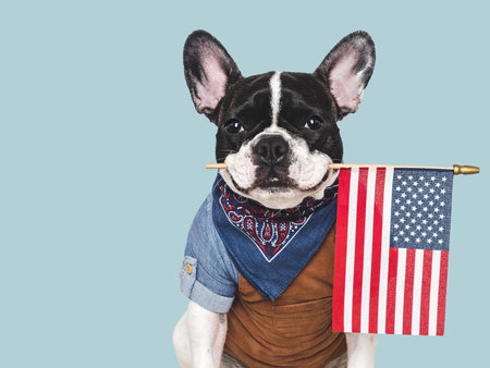 Cute puppy and American Flag. Closeup, indoors. Studio shot. Congratulations for family, loved ones, relatives, friends and colleagues. Pets care conceptの写真素材