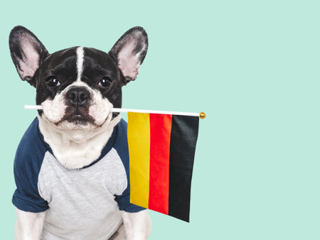 french bulldog holding a German flag in front of a blue backgroundの写真素材